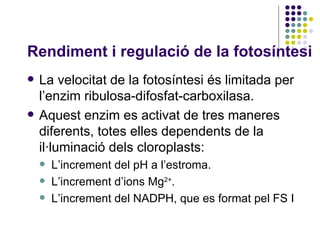 Rendiment i regulació de la fotosíntesi La velocitat de la fotosíntesi és limitada per l’enzim ribulosa-difosfat-carboxilasa. Aquest enzim es activat de tres maneres diferents, totes elles dependents de la il·luminació dels cloroplasts: L’increment del pH a l’estroma.  L’increment d’ions Mg 2+ . L’increment del NADPH, que es format pel FS I 