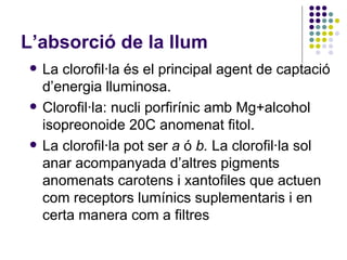 L’absorció de la llum La clorofil·la és el principal agent de captació d’energia lluminosa.  Clorofil·la: nucli porfirínic amb Mg+alcohol isopreonoide 20C anomenat fitol. La clorofil·la pot ser  a  ó  b.  La clorofil·la sol anar acompanyada d’altres pigments anomenats carotens i xantofiles que actuen com receptors lumínics suplementaris i en certa manera com a filtres 