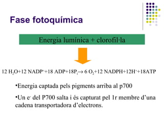 Fase fotoquímica 12 H 2 O+12 NADP + +18 ADP+18P i   6 O 2 +12 NADPH+12H + +18ATP Energia captada pels pigments arriba al p700 Un e -  del P700 salta i és capturat pel 1r membre d’una cadena transportadora d’electrons. Energia lumínica + clorofil·la 