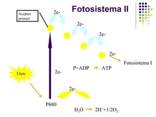 Fotosistema II  P680 Aceptor primari Llum 2e- 2e- 2e- 2e- P+ADP  ATP H 2 O 2H + +1/2O 2 2e- 2e- Fotosistema I 