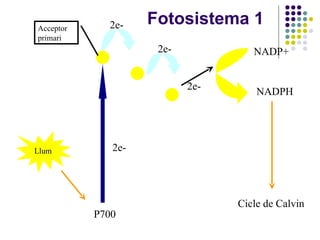 Fotosistema 1 P700 Acceptor primari NADP+ NADPH Llum Cicle de Calvin 2e- 2e- 2e- 2e- 