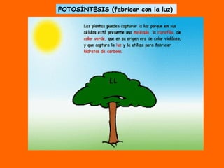FOTOSÍNTESIS (fabricar con la luz) 