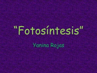 “Fotosíntesis”  Yanina Rojas  