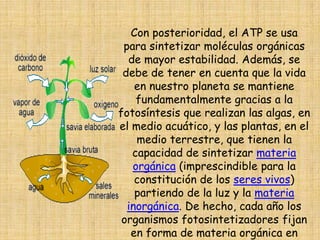 Con posterioridad, el ATP se usa para sintetizar moléculas orgánicas de mayor estabilidad. Además, se debe de tener en cuenta que la vida en nuestro planeta se mantiene fundamentalmente gracias a la fotosíntesis que realizan las algas, en el medio acuático, y las plantas, en el medio terrestre, que tienen la capacidad de sintetizar materia orgánica (imprescindible para la constitución de los seres vivos) partiendo de la luz y la materia inorgánica. De hecho, cada año los organismos fotosintetizadores fijan en forma de materia orgánica en torno a 100.000 millones de toneladas de carbono.