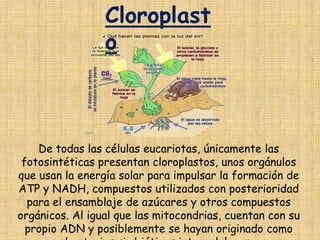 Cloroplasto De todas las células eucariotas, únicamente las fotosintéticas presentan cloroplastos, unos orgánulos que usan la energía solar para impulsar la formación de ATP y NADH, compuestos utilizados con posterioridad para el ensamblaje de azúcares y otros compuestos orgánicos. Al igual que las mitocondrias, cuentan con su propio ADN y posiblemente se hayan originado como bacterias simbióticas intracelulares.
