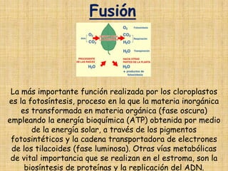 FusiónLa más importante función realizada por los cloroplastos es la fotosíntesis, proceso en la que la materia inorgánica es transformada en materia orgánica (fase oscura) empleando la energía bioquímica (ATP) obtenida por medio de la energía solar, a través de los pigmentos fotosintéticos y la cadena transportadora de electrones de los tilacoides (fase luminosa). Otras vías metabólicas de vital importancia que se realizan en el estroma, son la biosíntesis de proteínas y la replicación del ADN.