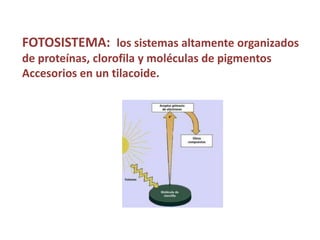 FOTOSISTEMA: los sistemas altamente organizados
de proteínas, clorofila y moléculas de pigmentos
Accesorios en un tilacoide.
 