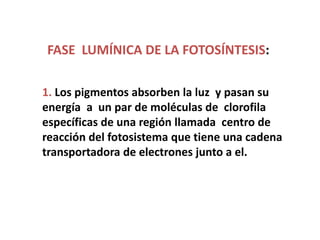 FASE LUMÍNICA DE LA FOTOSÍNTESIS:

1. Los pigmentos absorben la luz y pasan su
energía a un par de moléculas de clorofila
específicas de una región llamada centro de
reacción del fotosistema que tiene una cadena
transportadora de electrones junto a el.
 