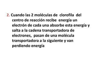 2. Cuando las 2 moléculas de clorofila del
    centro de reacción recibe energía un
    electrón de cada una absorbe esta energía y
    salta a la cadena transportadora de
    electrones, pasan de una molécula
    transportadora a la siguiente y van
    perdiendo energía
 
