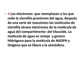 • 4.Los electrones que reemplazan a los que
  cede la clorofila provienen del agua, después
  de una serie de reacciones las moléculas de
  clorofila atraen electrones de la molécula de
  agua del compartimento del tilacoide. La
  molécula de agua se rompe y genera
  Hidrógeno para la molécula de NADPH y
  Oxígeno que se libera a la atmósfera.
 