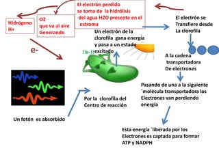 El electrón perdido
                              se toma de la hidrólisis
             O2                del agua H2O presente en el                El electrón se
Hidrógeno                      estroma                                    Transfiere desde
             que va al aire
H+                                      Un electrón de la                 La clorofila
             Generando
                                        clorofila gana energía
                                        y pasa a un estado
        e-                       !!e-!! excitado
                                                                      A la cadena
                                                                      transportadora
                                                                      De electrones

                                                            Pasando de una a la siguiente
                                                            ´molécula transportadora los
                                 Por la clorofila del       Electrones van perdiendo
                                 Centro de reacción         energía

 Un fotón es absorbido
                                                   Esta energía ´liberada por los
                                                   Electrones es captada para formar
                                                   ATP y NADPH
 