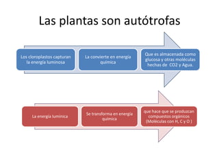 Las plantas son autótrofas

                                                       Que es almacenada como
Los cloroplastos capturan   La convierte en energía
                                                       glucosa y otras moléculas
   la energía luminosa             química
                                                        hechas de CO2 y Agua.




                                                       que hace que se produzcan
                            Se transforma en energía
     La energía lumínica                                 compuestos orgánicos
                                     química
                                                        (Moléculas con H, C y O )
 