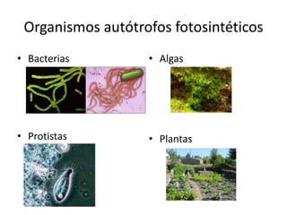 Organismos autótrofos fotosintéticos
• Bacterias           • Algas
  (Arqueobacterias)




• Protistas           • Plantas
 