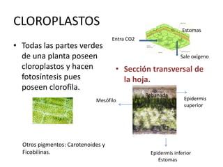 CLOROPLASTOS                                                   Estomas
                                    Entra CO2
• Todas las partes verdes
  de una planta poseen                                        Sale oxígeno
  cloroplastos y hacen               • Sección transversal de
  fotosíntesis pues                    la hoja.
  poseen clorofila.
                                                Rebanada
                             Mesófilo                          Epidermis
                                                               superior




  Otros pigmentos: Carotenoides y
  Ficobilinas.                                   Epidermis inferior
                                                    Estomas
 