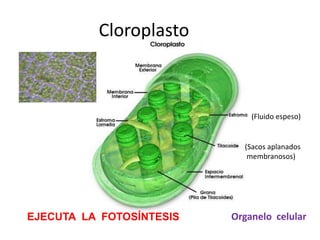 Cloroplasto



                              (Fluido espeso)


                            (Sacos aplanados
                             membranosos)




EJECUTA LA FOTOSÍNTESIS   Organelo celular
 