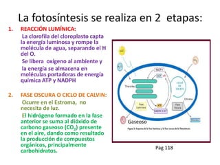 La fotosíntesis se realiza en 2 etapas:
1.   REACCIÓN LUMÍNICA:
      La clorofila del cloroplasto capta
     la energía luminosa y rompe la
     molécula de agua, separando el H
     del O.
      Se libera oxígeno al ambiente y
      la energía se almacena en
     moléculas portadoras de energía
     química ATP y NADPH

2.   FASE OSCURA O CICLO DE CALVIN:
      Ocurre en el Estroma, no
     necesita de luz.
      El hidrógeno formado en la fase
     anterior se suma al dióxido de        Gaseoso
     carbono gaseoso (CO2) presente
     en el aire, dando como resultado
     la producción de compuestos
     orgánicos, principalmente                       Pag 118
     carbohidratos.
 