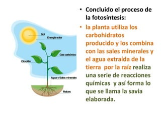 • Concluido el proceso de
  la fotosíntesis:
• la planta utiliza los
  carbohidratos
  producido y los combina
  con las sales minerales y
  el agua extraída de la
  tierra por la raíz realiza
  una serie de reacciones
  químicas y así forma lo
  que se llama la savia
  elaborada.
 