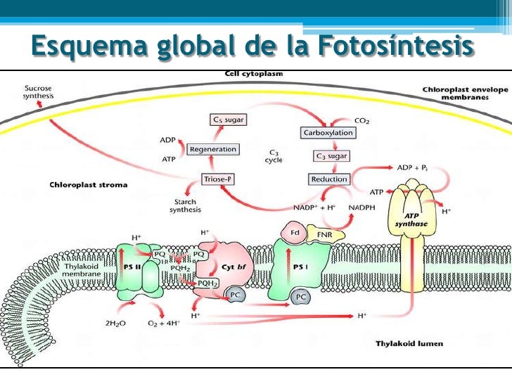 La Fotosntesis - m 35 La Fotosntesis - m 89