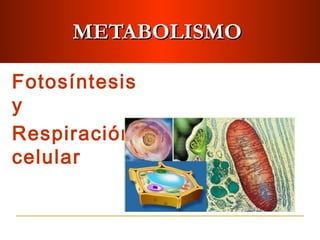 METABOLISMOMETABOLISMO
Fotosíntesis
y
Respiración
celular
 