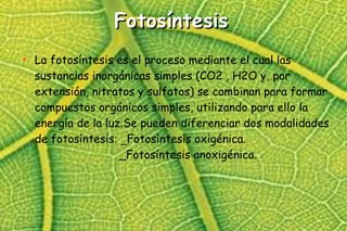 Fotosíntesis


La fotosíntesis es el proceso mediante el cual las
sustancias inorgánicas simples (CO2 , H2O y, por
extensión, nitratos y sulfatos) se combinan para formar
compuestos orgánicos simples, utilizando para ello la
energía de la luz.Se pueden diferenciar dos modalidades
de fotosíntesis: _Fotosíntesis oxigénica.
_Fotosíntesis anoxigénica.

 