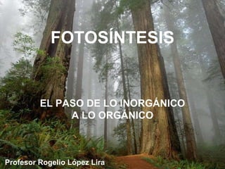 FOTOSÍNTESIS
EL PASO DE LO INORGÁNICO
A LO ORGÁNICO
Profesor Rogelio López Lira
 