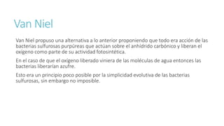 Van Niel 
Van Niel propuso una alternativa a lo anterior proponiendo que todo era acción de las 
bacterias sulfurosas purpúreas que actúan sobre el anhídrido carbónico y liberan el 
oxígeno como parte de su actividad fotosintética. 
En el caso de que el oxígeno liberado viniera de las moléculas de agua entonces las 
bacterias liberarían azufre. 
Esto era un principio poco posible por la simplicidad evolutiva de las bacterias 
sulfurosas, sin embargo no imposible. 
 
