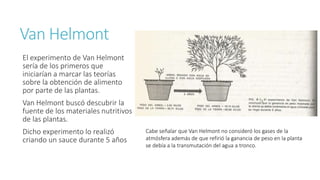 Van Helmont 
El experimento de Van Helmont 
sería de los primeros que 
iniciarían a marcar las teorías 
sobre la obtención de alimento 
por parte de las plantas. 
Van Helmont buscó descubrir la 
fuente de los materiales nutritivos 
de las plantas. 
Dicho experimento lo realizó 
criando un sauce durante 5 años 
Cabe señalar que Van Helmont no consideró los gases de la 
atmósfera además de que refirió la ganancia de peso en la planta 
se debía a la transmutación del agua a tronco. 
 