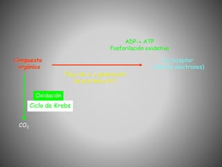 Compuesto
orgánico
O2 (aceptor
final de electrones)
CO2
Oxidación
Flujo de e- y generación
de protones (H+)
ADP ATP
Fosforilación oxidativa
Ciclo de Krebs
 