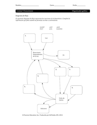 Nombre______________________________ Curso	
  __________________ Fecha	
  ______________
Unidad 3 Fotosíntesis
Diagrama	
  de	
  flujo
El siguiente diagrama de flujo representa las reacciones de la fotosíntesis. Completa la
información que falta usando las fórmulas escritas a continuación.
Organizador gráfico
NADP
H2O
1.
Luz
ATP
CO2
ADP
NADPH
Reacciones	
  
Dependientes	
  
de	
  la	
  luz
O2
2. 3.
6.
5.
4.
Ciclo	
  de	
  
Calvin
Azúcares
©	
  Pearson	
  Education,	
  Inc.,	
  Traducido	
  por	
  GAToledo,	
  SFC,	
  2014
 