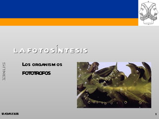 LA FOTOSÍNTESIS Los organismos  FOTOTROFOS 