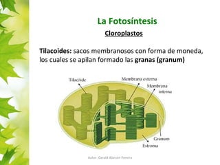 La Fotosíntesis 
Cloroplastos 
Tilacoides: sacos membranosos con forma de moneda, 
los cuales se apilan formado las granas (granum) 
Autor: Gerald Alarcón Pereira 
 