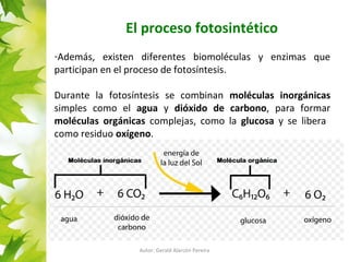 El proceso fotosintético 
-Además, existen diferentes biomoléculas y enzimas que 
participan en el proceso de fotosíntesis. 
Durante la fotosíntesis se combinan moléculas inorgánicas 
simples como el agua y dióxido de carbono, para formar 
moléculas orgánicas complejas, como la glucosa y se libera 
como residuo oxígeno. 
Autor: Gerald Alarcón Pereira 
 