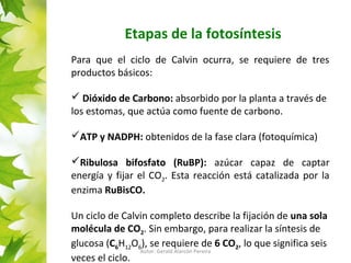Etapas de la fotosíntesis 
Para que el ciclo de Calvin ocurra, se requiere de tres 
productos básicos: 
 Dióxido de Carbono: absorbido por la planta a través de 
los estomas, que actúa como fuente de carbono. 
ATP y NADPH: obtenidos de la fase clara (fotoquímica) 
Ribulosa bifosfato (RuBP): azúcar capaz de captar 
energía y fijar el CO2. Esta reacción está catalizada por la 
enzima RuBisCO. 
Un ciclo de Calvin completo describe la fijación de una sola 
molécula de CO. Sin embargo, para realizar la síntesis de 
2glucosa (CHO), se requiere de 6 CO, lo que significa seis 
61262Autor: Gerald Alarcón Pereira 
veces el ciclo. 
 