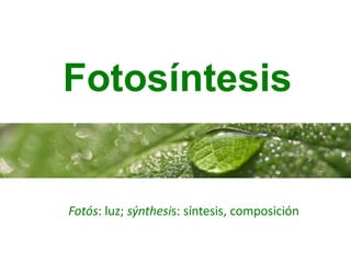 Fotosíntesis
Fotós: luz; sýnthesis: síntesis, composición
 
