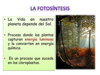 • La Vida en nuestro
planeta depende del Sol.
• Proceso donde las plantas
capturan energía luminosa
y la convierten en energía
química.
• Es un proceso que sucede
en los cloroplastos.
 