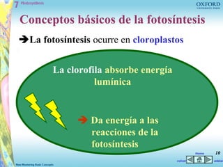 Conceptos básicos de la fotosíntesis
La fotosíntesis ocurre en cloroplastos


        La clorofila absorbe energía
                  lumínica


              Da energía a las
               reacciones de la
               fotosíntesis
                                                Home   10
                                       volver          adelan
 