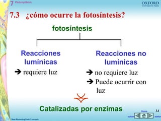 7.3 ¿cómo ocurre la fotosíntesis?
            fotosíntesis


  Reacciones            Reacciones no
   lumínicas               lumínicas
  requiere luz        no requiere luz
                       Puede ocurrir con
                        luz

        Catalizadas por enzimas              Home   14
                                    volver          adelan
 