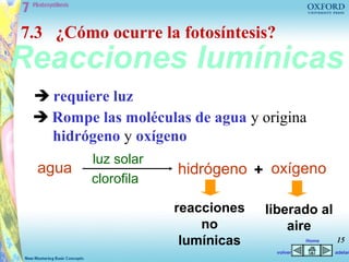 7.3 ¿Cómo ocurre la fotosíntesis?
Reacciones lumínicas
  requiere luz
  Rompe las moléculas de agua y origina
   hidrógeno y oxígeno
         luz solar
  agua               hidrógeno + oxígeno
         clorofila

                     reacciones   liberado al
                         no           aire
                      lumínicas              Home   15
                                    volver          adelan
 