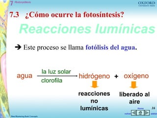 7.3 ¿Cómo ocurre la fotosíntesis?

  Reacciones lumínicas
  Este proceso se llama fotólisis del agua.


          la luz solar
  agua                   hidrógeno + oxígeno
          clorofila

                         reacciones   liberado al
                             no           aire
                          lumínicas             Home   16
                                       volver          adelan
 