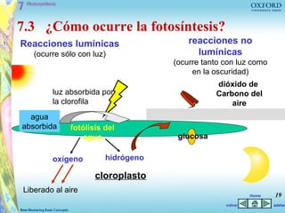 7.3 ¿Cómo ocurre la fotosíntesis?
Reacciones lumínicas                   reacciones no
   (ocurre sólo con luz)                 lumínicas
                                   (ocurre tanto con luz como
                                        en la oscuridad)
                                              dióxido de
        luz absorbida por                     Carbono del
        la clorofila                              aire
  agua
absorbida    fotólisis del
                 agua               glucosa

        oxígeno        hidrógeno

                    cloroplasto
Liberado al aire
                                                          Home   19
                                                 volver          adelan
 