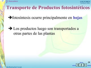 Transporte de Productos fotosintéticos
fotosíntesis ocurre principalmente en hojas

 Los productos luego son transportados a
  otras partes de las plantas




                                               Home   20
                                      volver          adelan
 