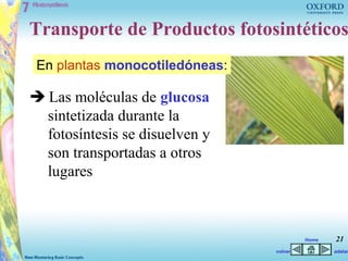 Transporte de Productos fotosintéticos
 En plantas monocotiledóneas:

 Las moléculas de glucosa
  sintetizada durante la
  fotosíntesis se disuelven y
  son transportadas a otros
  lugares



                                         Home   21
                                volver          adelan
 