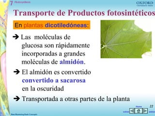 Transporte de Productos fotosintéticos
En plantas dicotiledóneas:
 Las moléculas de
  glucosa son rápidamente
  incorporadas a grandes
  moléculas de almidón.
 El almidón es convertido
  convertido a sacarosa
  en la oscuridad
 Transportada a otras partes de la planta
                                                Home   22
                                       volver          adelan
 