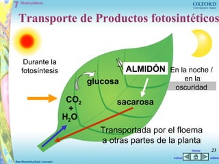 Transporte de Productos fotosintéticos


 Durante la
fotosíntesis                    ALMIDÓN En la noche /
                      glucosa                 en la
                                            oscuridad
                CO2         sacarosa
                +
               H2O
                        Transportada por el floema
                        a otras partes de la planta
                                                    Home   23
                                           volver          adelan
 