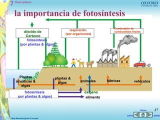 la importancia de fotosíntesis
                                                         Combustión de
                                 respiración
    dióxido de                                           combustibles fósiles
                              (por organismos)
     Carbono
      fotosíntesis
  (por plantas & algas)




  Plantas               plantas &
acuáticas &               algas        animales      fábricas              vehículos
   algas
     fotosíntesis                        oxígeno
 por plantas & algas)                     alimento


                                                                              Home     27
                                                                  volver               adelan
 