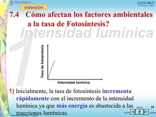 extensión
7.4 Cómo afectan los factores ambientales




1
    a la tasa de Fotosíntesis?
    Intensidad lumínica
             Tasa de fotosíntesis




                                    Intensidad lumínica

1) Inicialmente, la tasa de fotosíntesis incrementa
   rápidamente con el incremento de la intensidad
   lumínica ya que más energía es abastecida a las                 Home   28
   reacciones lumínicas.                                  volver          adelan
 