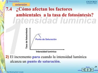 extensión
7.4 ¿Cómo afectan los factores




1
    ambientales a la tasa de fotosíntesis?
    Intensidad lumínica
             Tasa de fotosíntesis




                                    Punto de Saturación




                                    Intensidad lumínica

2) El incremento para cuando la intensidad lumínica
   alcanza un punto de saturación.
                                                                   Home   29
                                                          volver          adelan
 