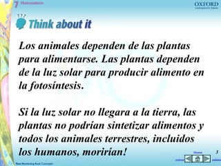 Los animales dependen de las plantas
para alimentarse. Las plantas dependen
de la luz solar para producir alimento en
la fotosíntesis.

Si la luz solar no llegara a la tierra, las
plantas no podrían sintetizar alimentos y
todos los animales terrestres, incluidos
los humanos, morirían!                       Home     3
                                    volver          adelan
 