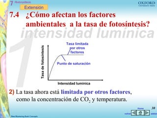 Extensión
7.4 ¿Cómo afectan los factores




1
    ambientales a la tasa de fotosíntesis?
    intensidad lumínica
             Tasa de fotosíntesis        Tasa limitada
                                           por otros
                                           factores


                                    Punto de saturación




                                    Intensidad lumínica

2) La tasa ahora está limitada por otros factores,
   como la concentración de CO2 y temperatura.
                                                                   Home   30
                                                          volver          adelan
 