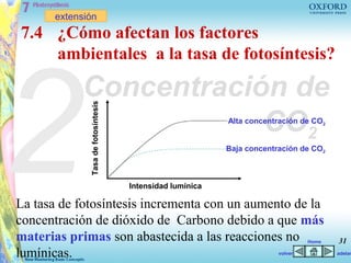extensión
7.4 ¿Cómo afectan los factores




2
    ambientales a la tasa de fotosíntesis?

           Concentración de
             Tasa de fotosíntesis



                       CO2                                Alta concentración de CO2


                                                          Baja concentración de CO2



                                    Intensidad lumínica

La tasa de fotosíntesis incrementa con un aumento de la
concentración de dióxido de Carbono debido a que más
materias primas son abastecida a las reacciones no                              Home   31
lumínicas.                                                             volver          adelan
 